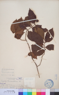 Specimen thumbnail